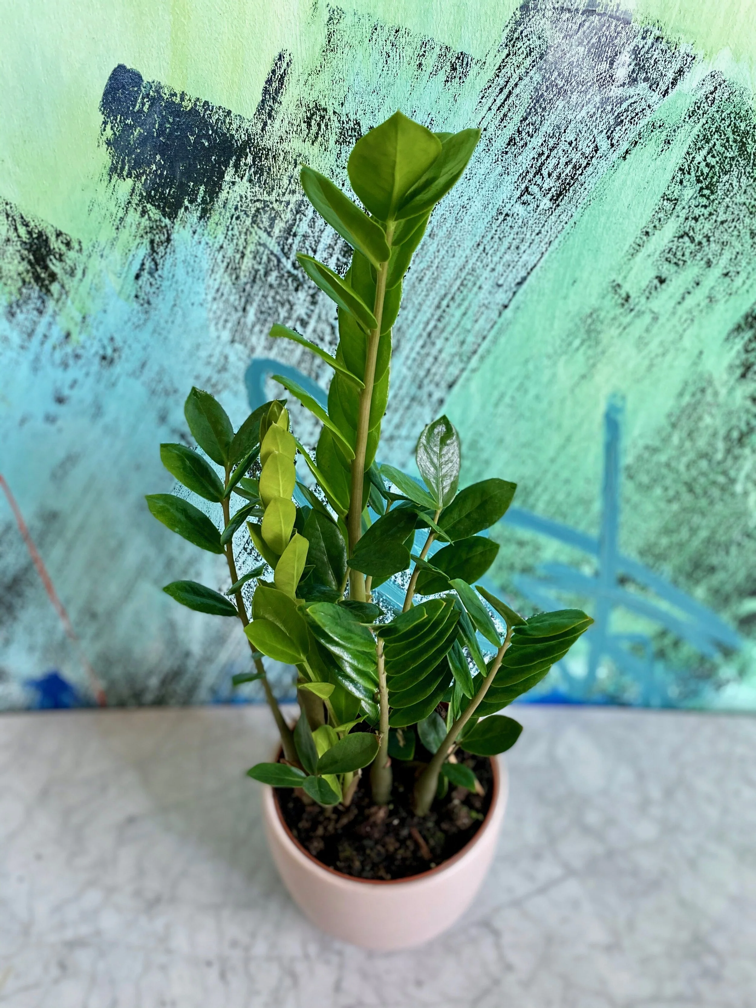 Zamioculcas zamiifolia, ZZ Plant — The Tender Gardener
